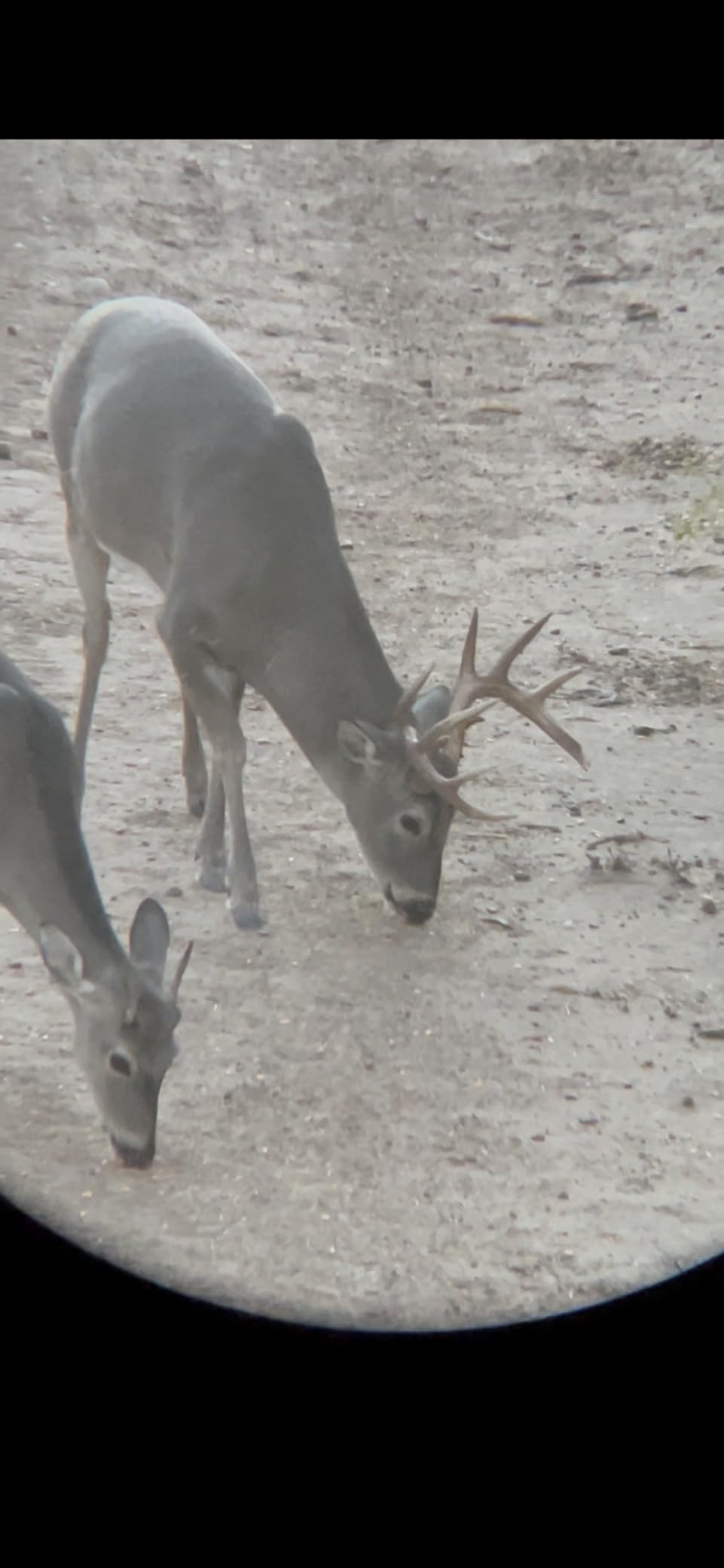 Vortex Optics Diamondback HD 8x42 Binoculars - HD Optical System, Non-slip Grip, Waterproof, Fogproof, Shockproof, Included GlassPak - Unlimited, Unconditional Warranty customer photo 1
