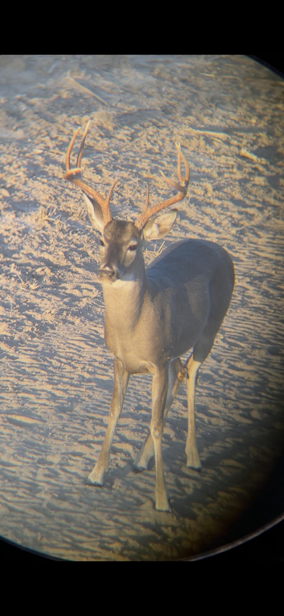 Vortex Optics Diamondback HD 8x42 Binoculars - HD Optical System, Non-slip Grip, Waterproof, Fogproof, Shockproof, Included GlassPak - Unlimited, Unconditional Warranty customer photo 2