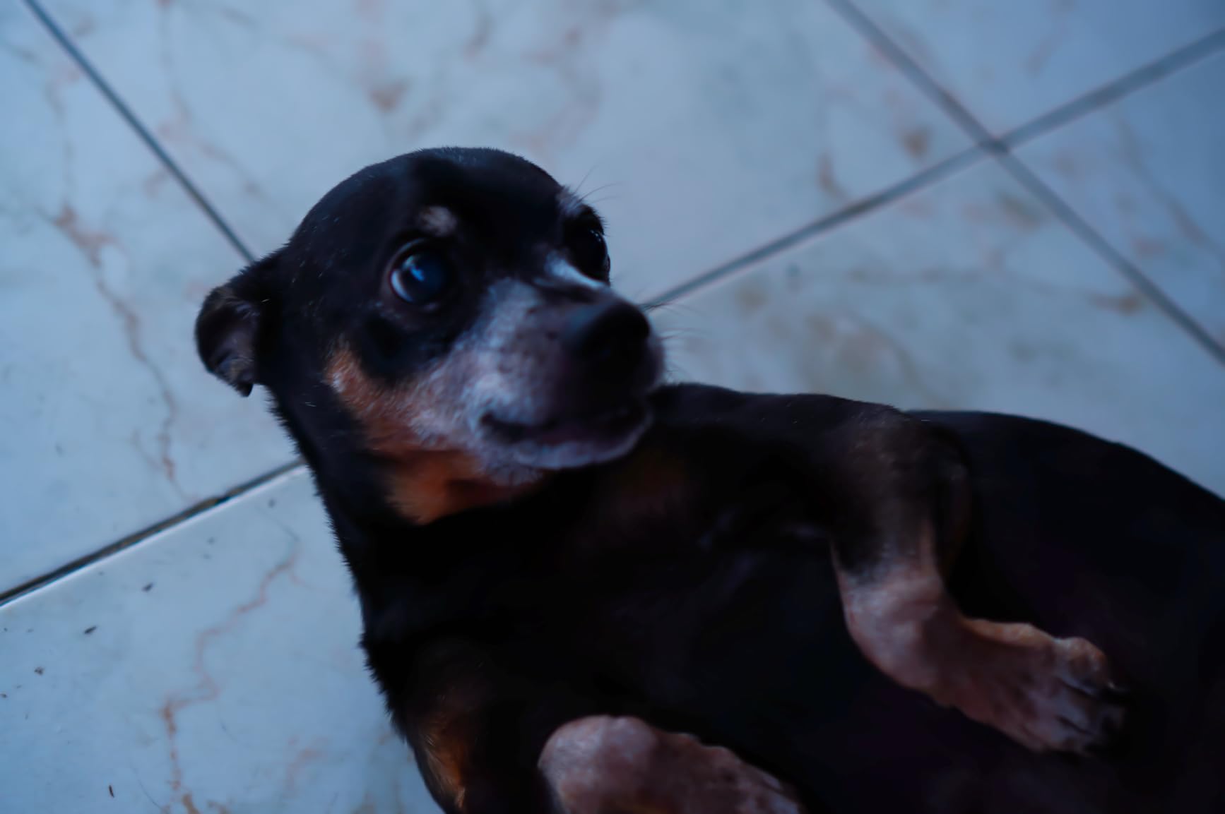 VILTROX 85mm F1.8 Auto Focus Lens for Sony E Mount customer photo 2