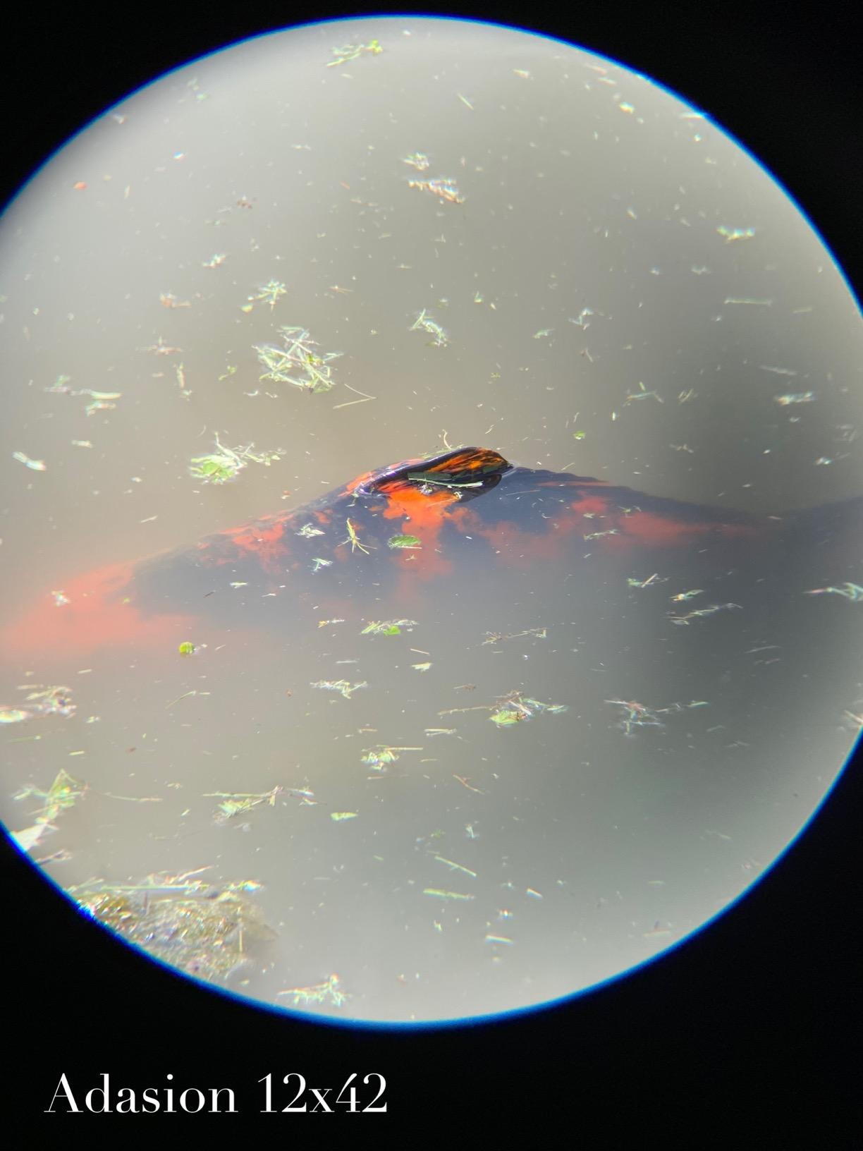 12x42 HD Binoculars for Adults High Powered with Phone Adapter and Tripod, Super Bright BAK4 Prism Waterproof Binoculars for Bird Watching Hunting Hiking Safari Travel Sports customer photo 1