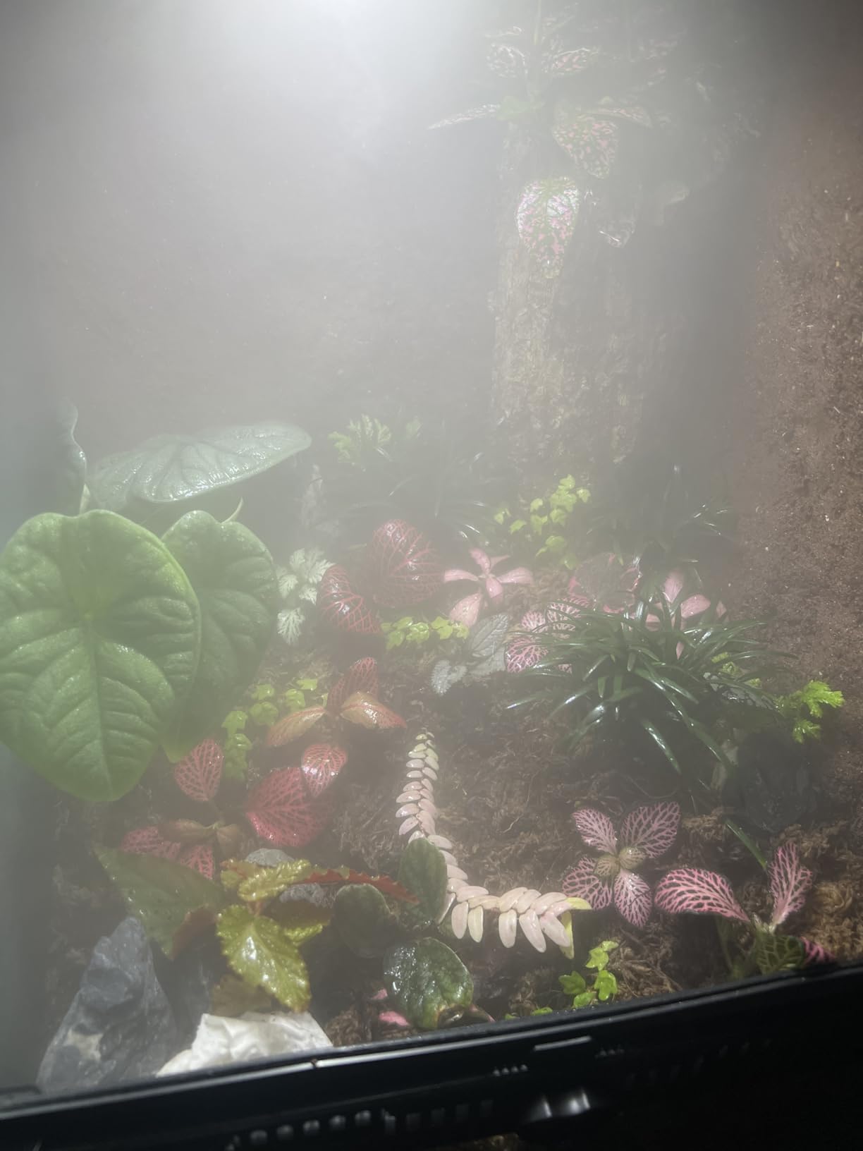 Coospider 3.8L Reptile Fogger Mister, Quiet Reptile Humidifier for Reptiles Tank, Terrarium Humidifiers with Extended Tube, Automatic Reptile Misting System for Reptiles Amphibians Herps Vivarium customer photo 1