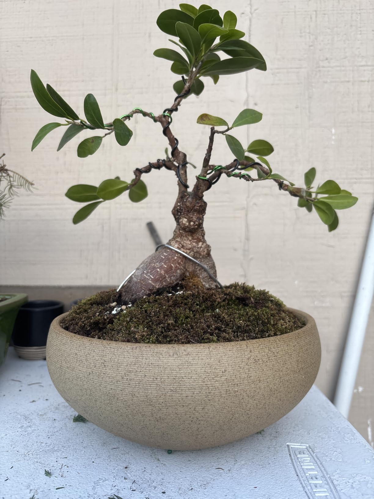 MUZHI Round Unglazed Ceramic Bonsai Pot with Bamboo Tray, Large Rough Pottery Succulent Planter with Drainage Hole 8 inch customer photo 1