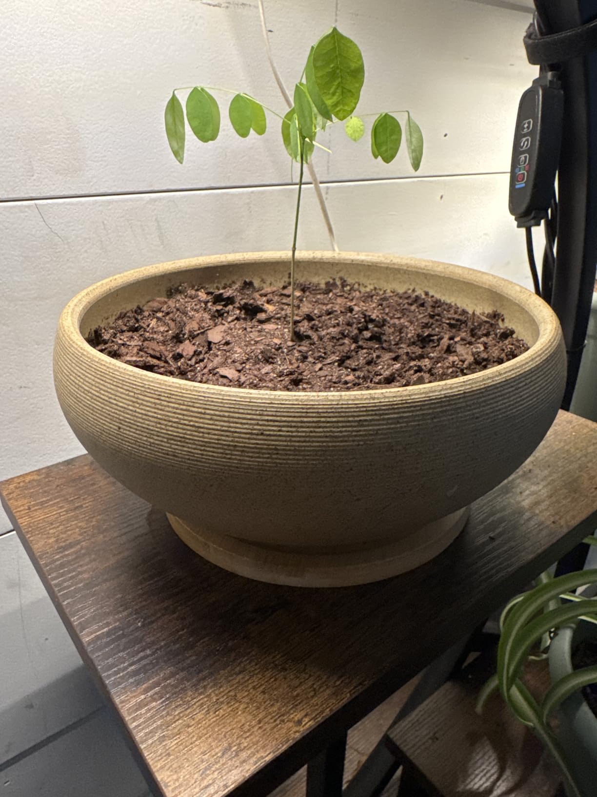 MUZHI Round Unglazed Ceramic Bonsai Pot with Bamboo Tray, Large Rough Pottery Succulent Planter with Drainage Hole 8 inch customer photo 2