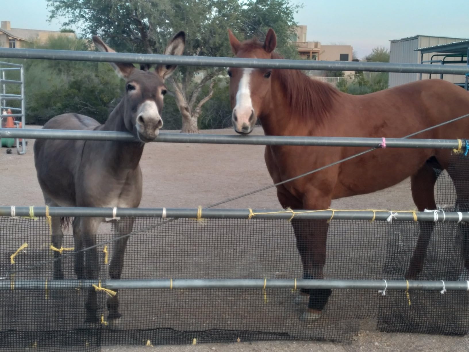 8inch Concave Cutter Bonsai tools customer photo 1