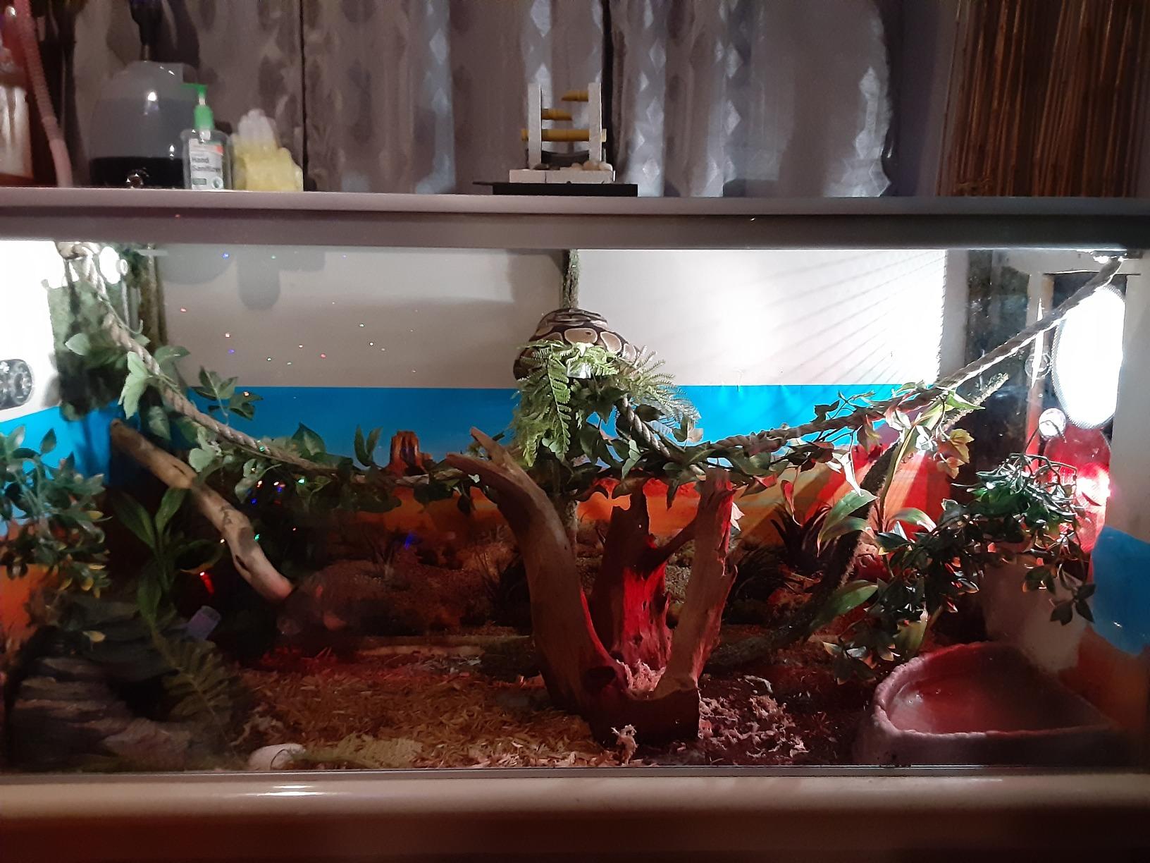 BETAZOOER Reptile Humidifiers Mister Fogger with Extension Tube/Hose, Suitable for Reptiles/Amphibians/Herps/Vivarium with Terrariums and Enclosures (2.5 Liter Tank) customer photo 2