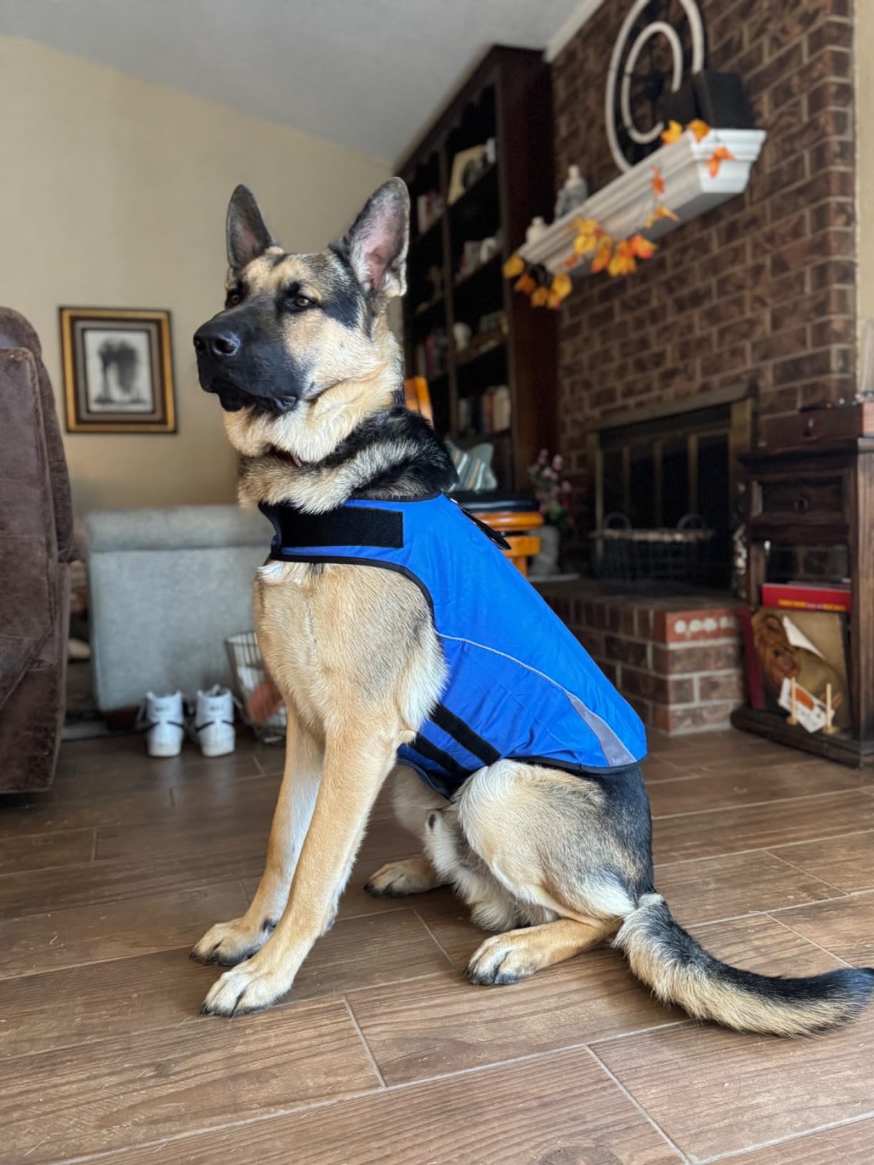 Dog Anxiety Jacket- Keep Calmig Vest Thunder Coat with D-Ring and Training Handle for Small Dogs(Grey) customer photo 1