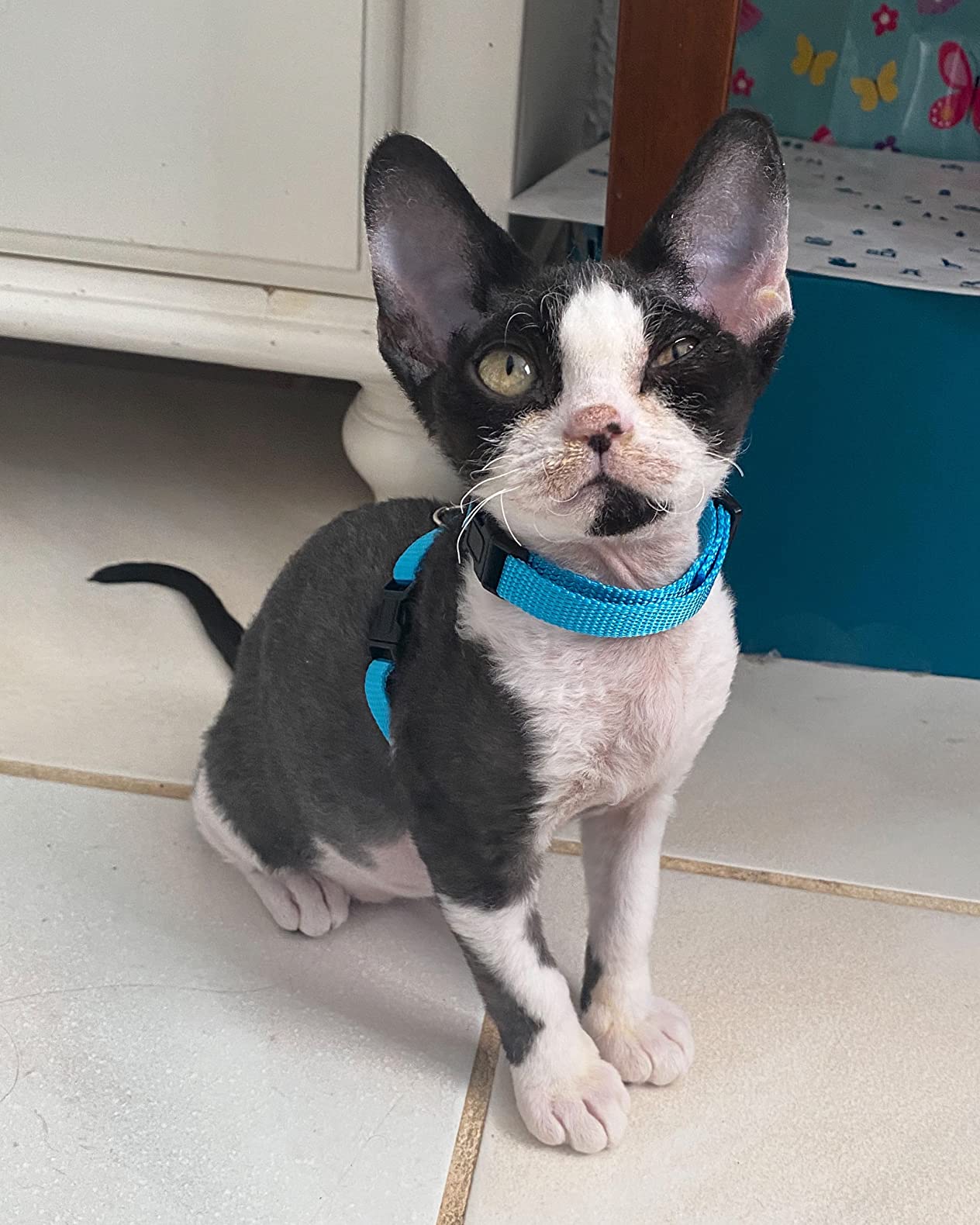 Outus 5 Pieces Adjustable Rabbit Harness and Leash Set Escape Proof Bunny Harness Vest customer photo 2