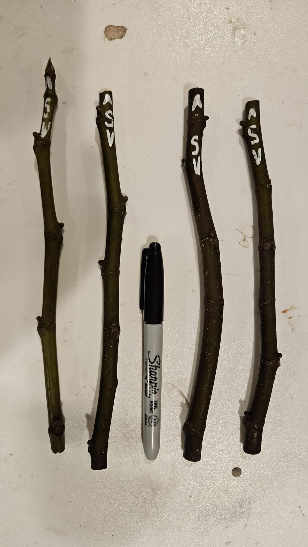 POSCA 8-Color Paint Marker Set, PC-5M Medium customer photo 2