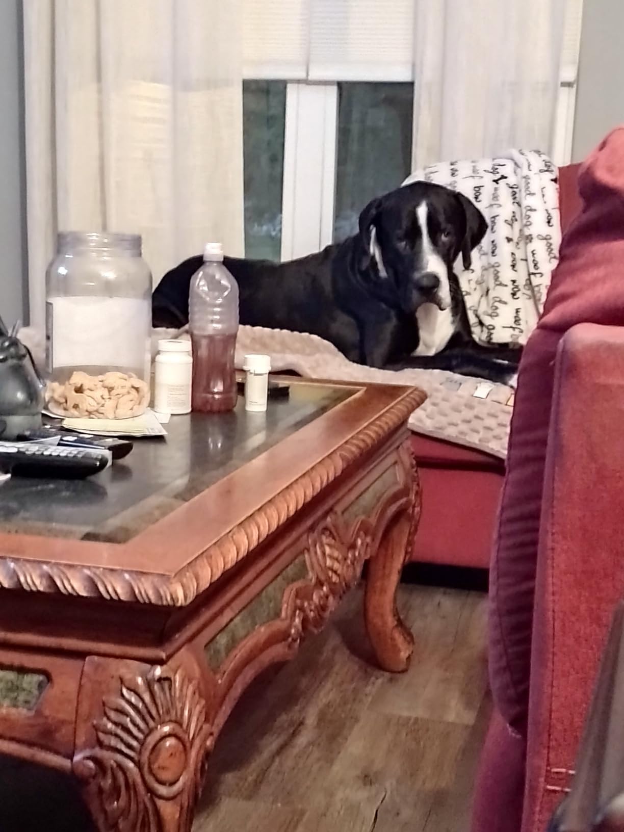 Busters Organic Hemp Oil 530,000 2pack 2month Supply for Dogs and Cats Made in USA Omega Rich 3 6 and 9 Hip & Joint Health Natural Soothing Relief customer photo 1