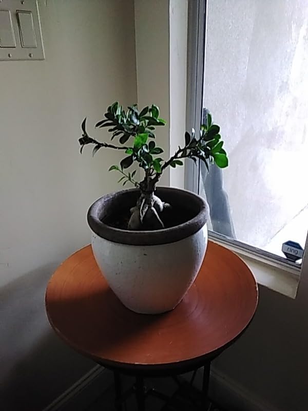 5Pcs Bonsai Wire and Bonsai Tool Kit, Total 164 Feet Bonsai Tree Wire for Bonzai Trees Indoor, 3 Size of 1-mm, 1.5-mm, 2-mm Aluminum customer photo 2