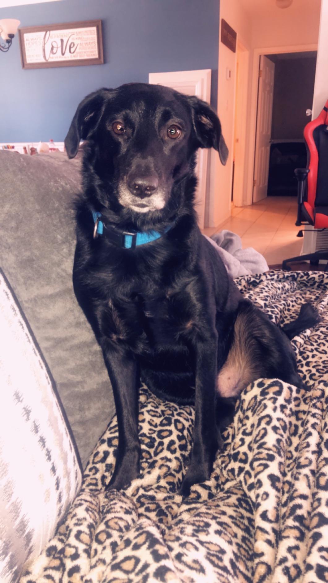 Charlie Buddy - Hemp Oil for Dogs & Cats - Calming & Anxiety Support - Joint Pain & Mobility Formula - Omega 3 6 9 Hemp Extract for Stress, Flexibility & Skin Health - 1 Fl Oz customer photo 1