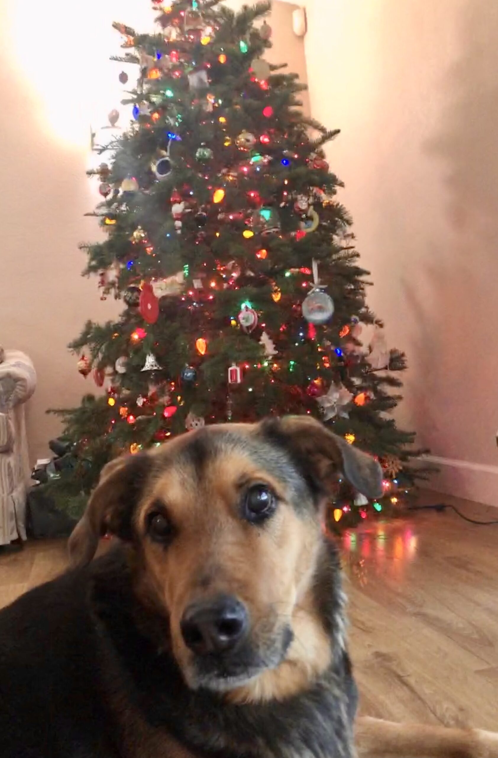 Charlie Buddy - Hemp Oil for Dogs & Cats - Calming & Anxiety Support - Joint Pain & Mobility Formula - Omega 3 6 9 Hemp Extract for Stress, Flexibility & Skin Health - 1 Fl Oz customer photo 2