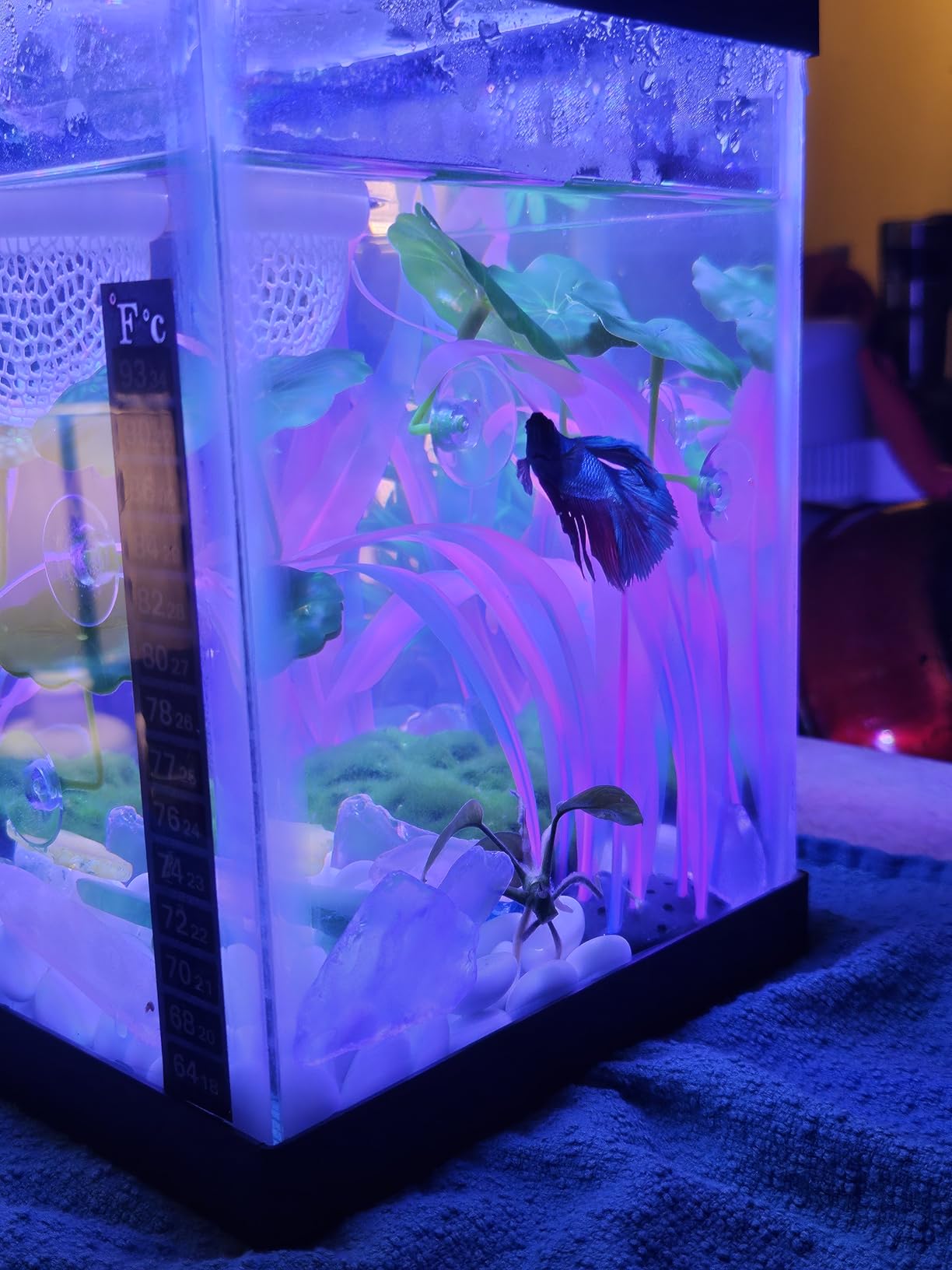 PULACO 25Watt Mini Aquarium Submersible Betta Heater with Free Thermometer Strip for 1-6 Gallon Fish Tanks (Preset Temperature 78°F) customer photo 2