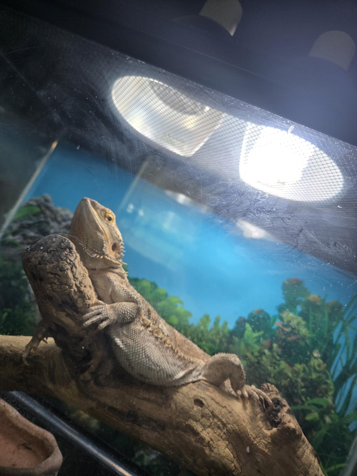 LUCKY HERP UVA UVB Reptile Light 10.0, Desert UVB 150 Compact Fluorescent Lamp, UVB Light for Reptiles 23W, UVA UVB Reptile Light Bulb, UVB Bulb for Reptiles Bearded Dragons Lizards Tortoises Snakes customer photo 2