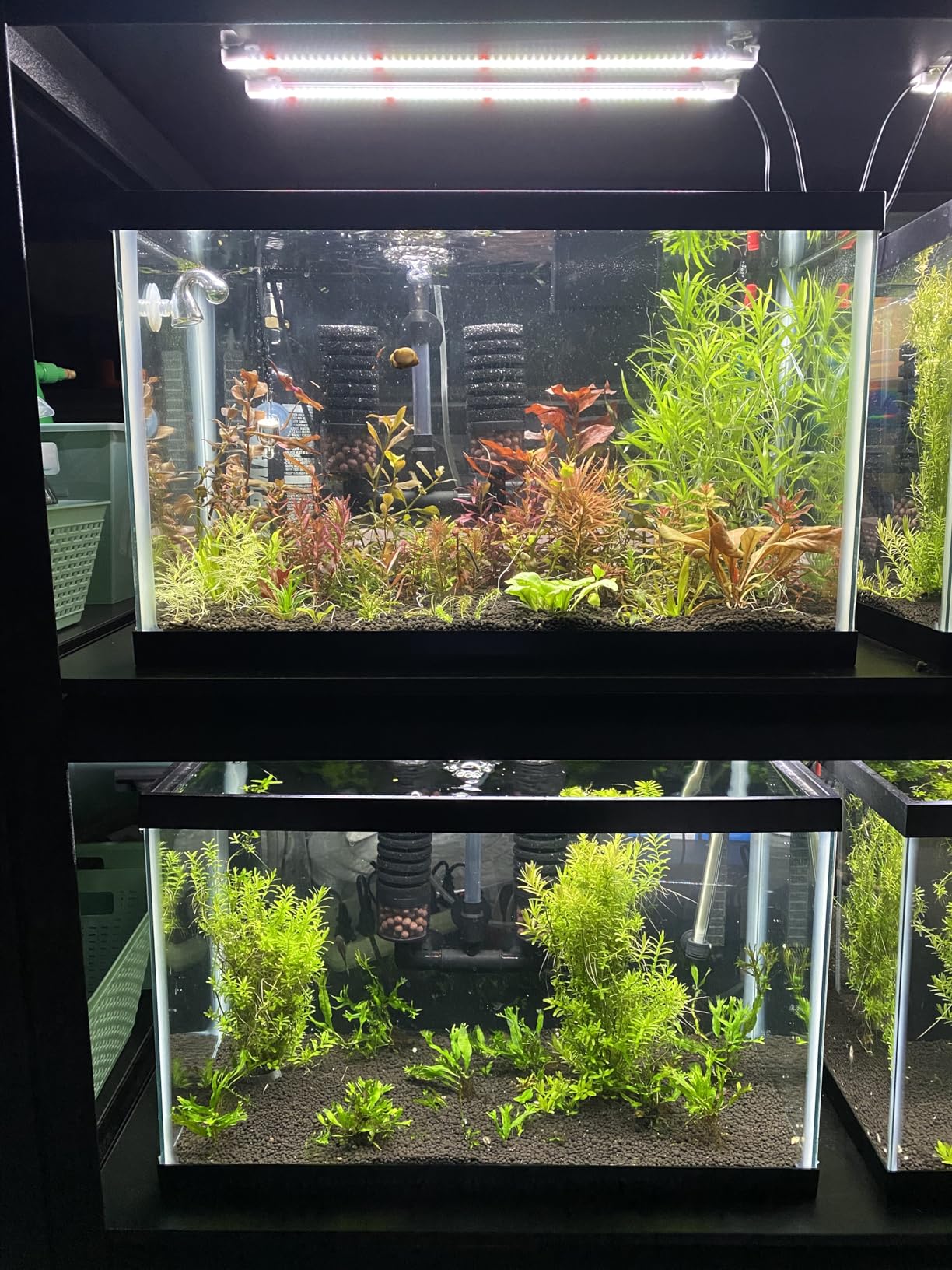 FZONE Pro Series Aquarium Dual Stage CO2 Regulator Adjustable Output Pressure with DC Solenoid and Integrated High Precision Needle Valve and Bubble Counter customer photo 2