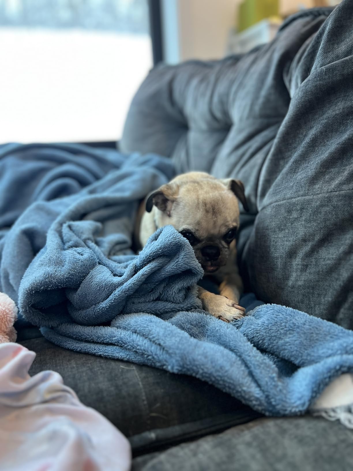 TropiClean Fresh Breath Oral Care Water Additive for Cats, 8oz - Dental Health Solution - Cat Breath Freshener - Plaque & Tartar Defense - Made in USA with Naturally Derived Ingredients customer photo 1