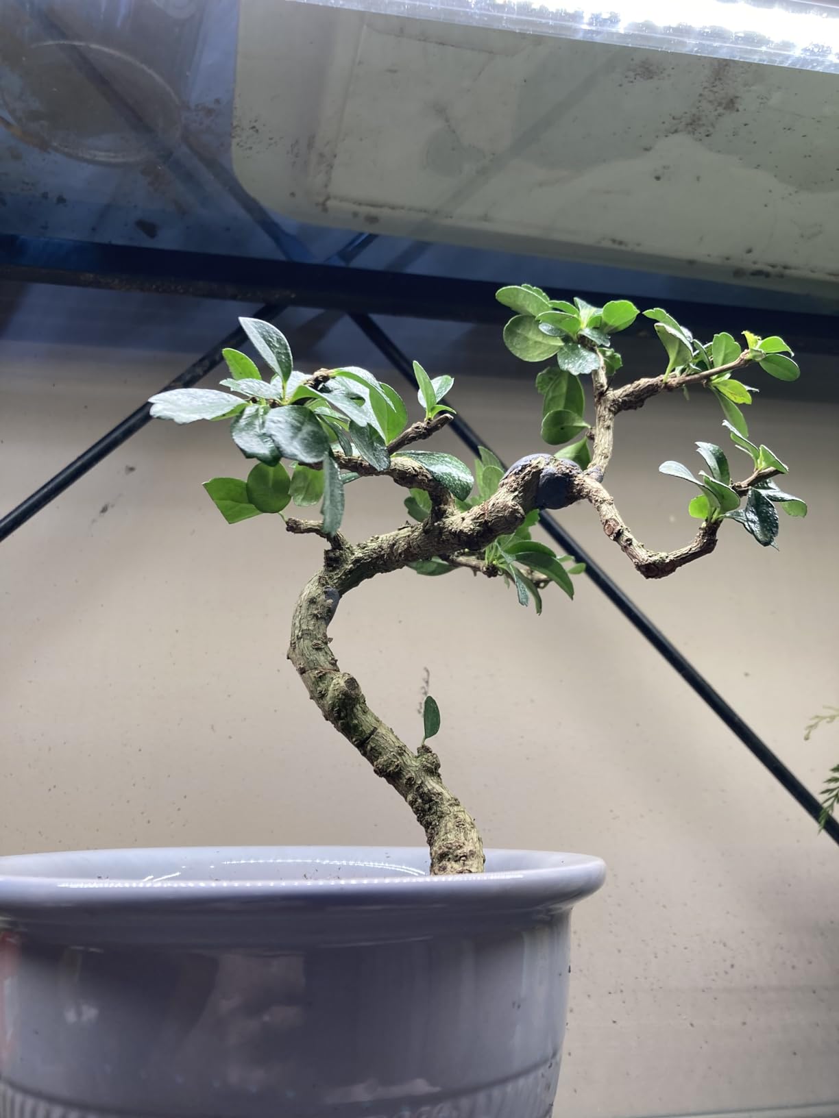 Wazakura Hand Forged Bonsai Concave Branch Cutter, Made in Japan 8 inch (200mm), Japanese Gardening Tools, Straight Edge Black customer photo 1