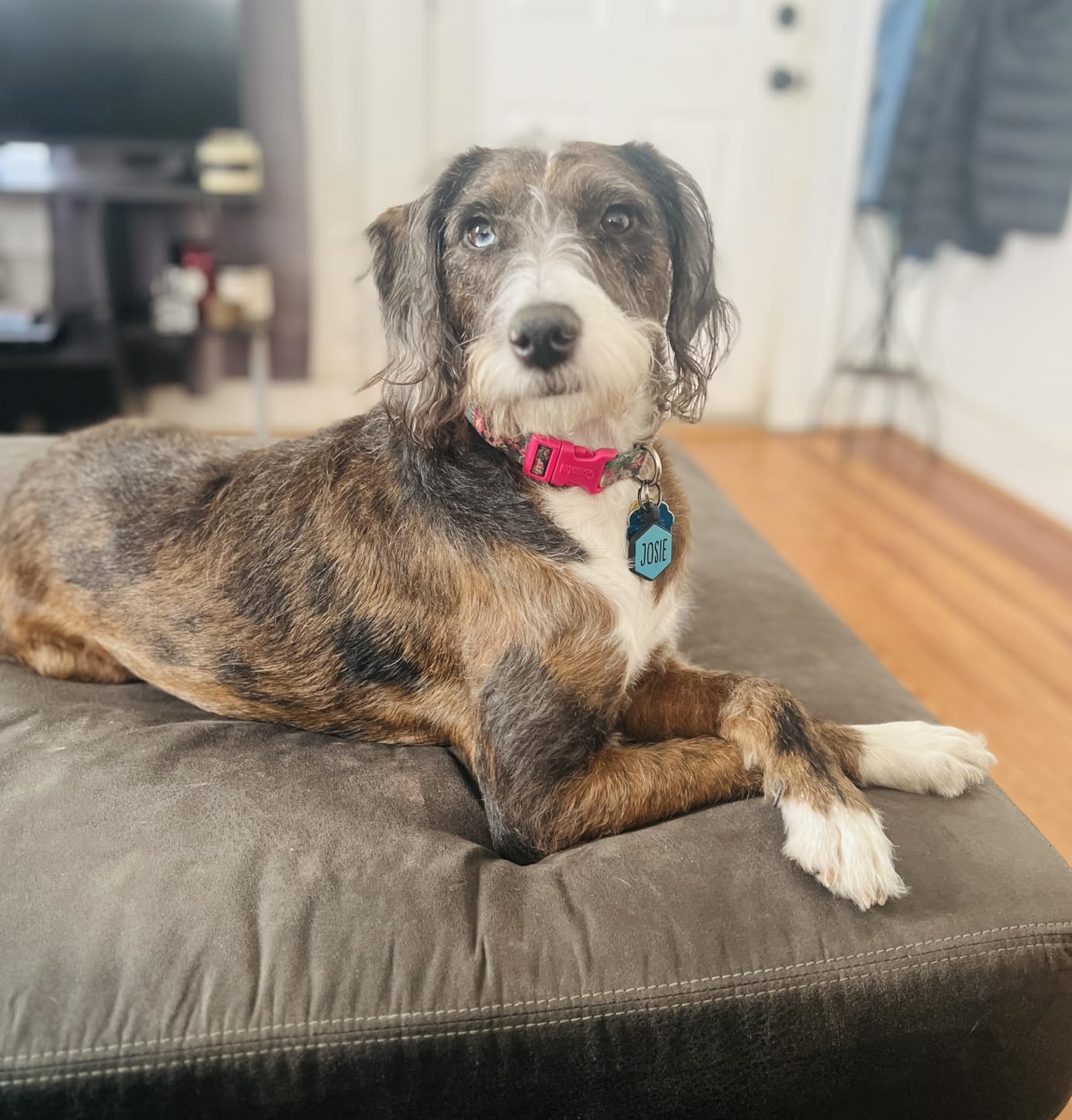 Dexas MudBuster Portable Dog Paw Washer/Paw Cleaner, Medium, Fuchsia customer photo 1