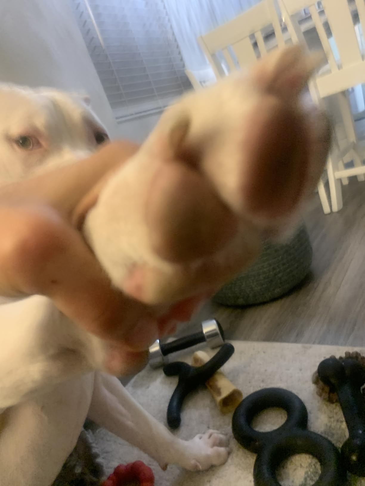 Dexas MudBuster Portable Dog Paw Washer/Paw Cleaner, Medium, Fuchsia customer photo 2