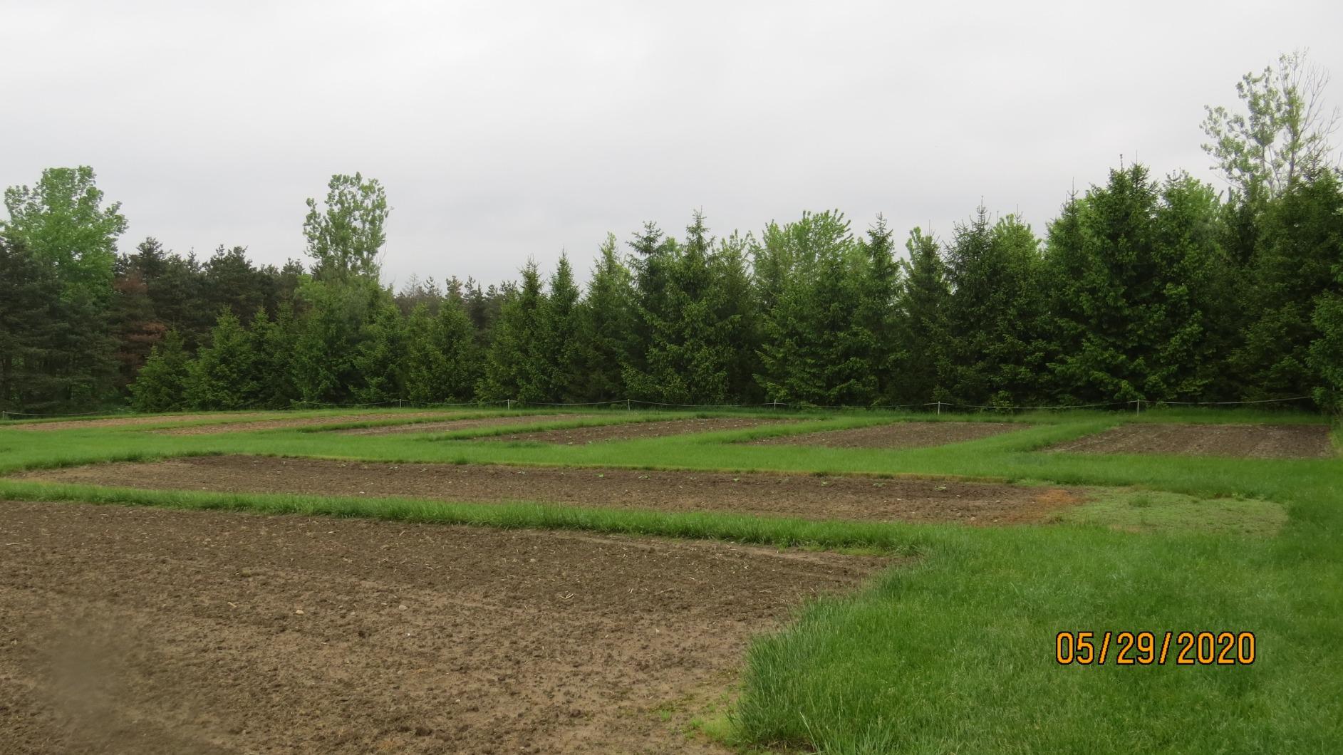 EARTHQUAKE 31285 Pioneer Dual Direction Rear Tine Tiller with Instant Reverse, Airless Wheels, 17