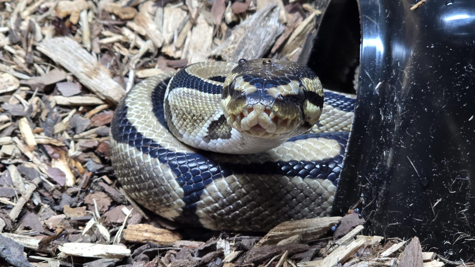 Reptile Hide Box - Gecko & Snake Hide - Durable, Easy to Clean (X-Large) customer photo 1