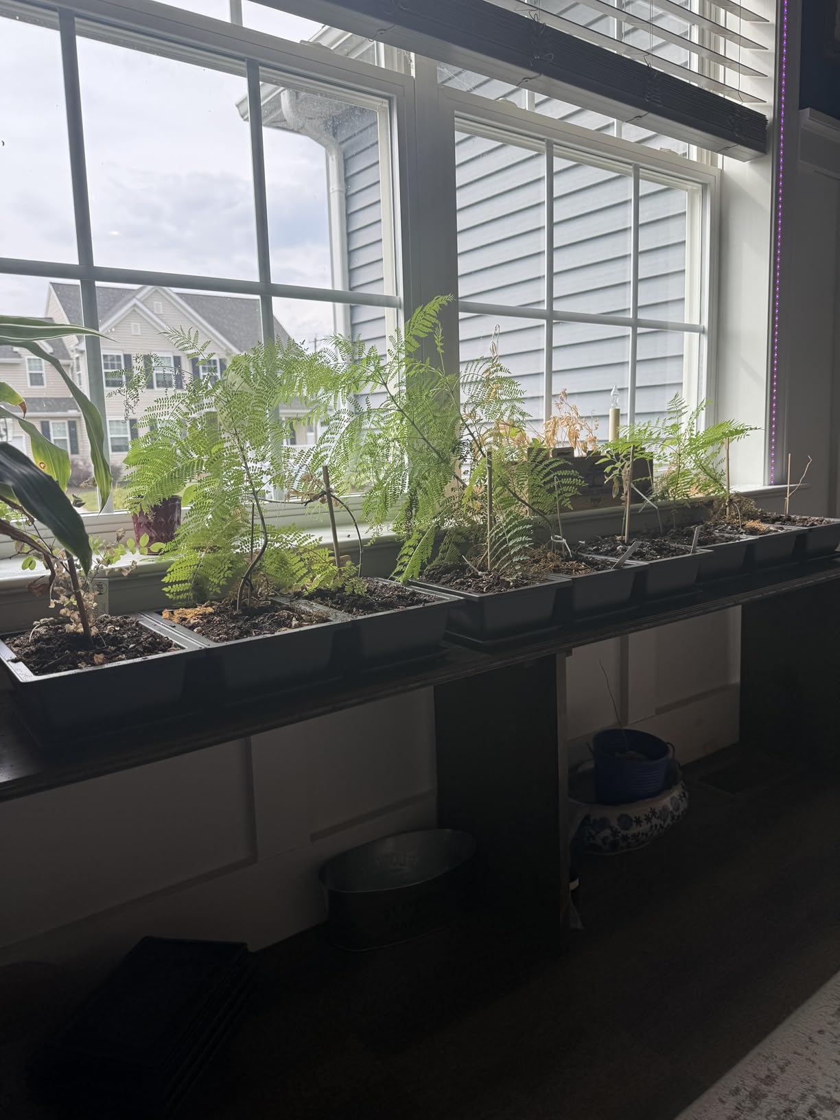 GROWNEER Bonsai Training Pots 3 Packs 9Inch with Drainage Humidity Trays, Bonsai Tree Starter Kits with 1 Repotting Mat, Growing Planter Set for Garden, Yard, Balcony, Office, Living Room customer photo 1