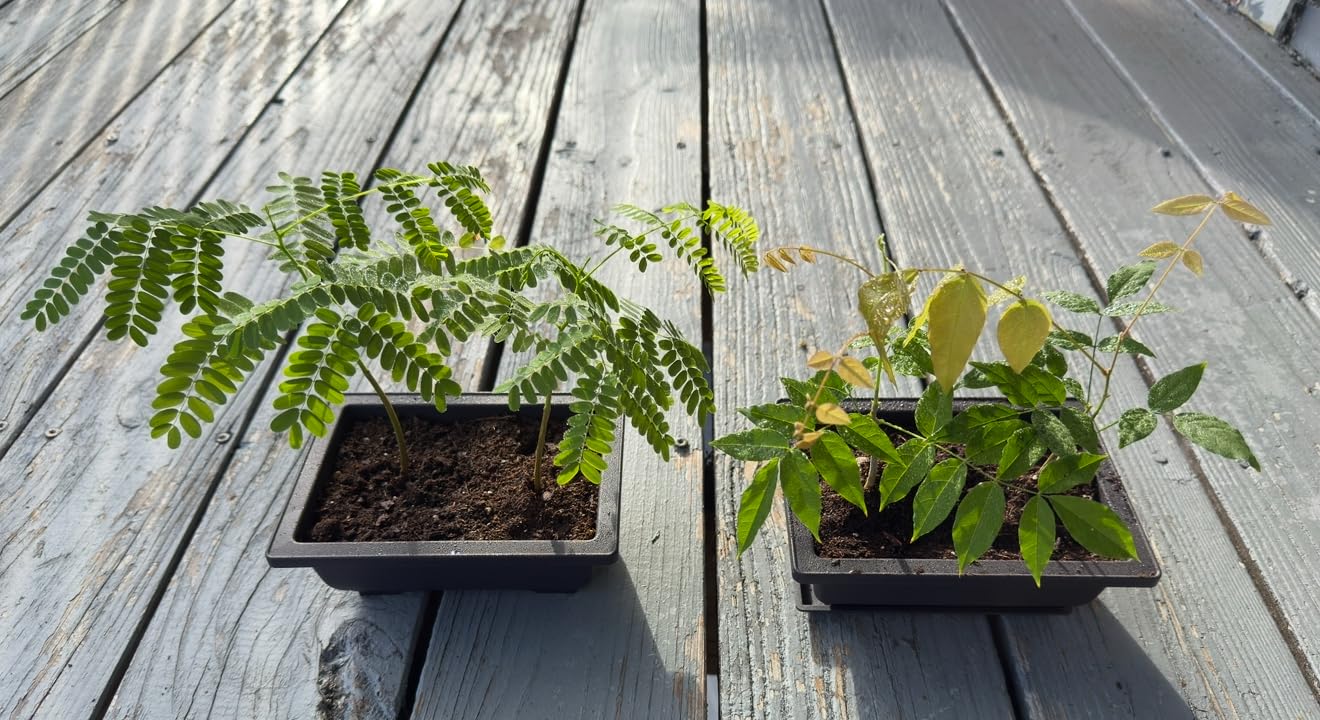 GROWNEER Bonsai Training Pots 3 Packs 9Inch with Drainage Humidity Trays, Bonsai Tree Starter Kits with 1 Repotting Mat, Growing Planter Set for Garden, Yard, Balcony, Office, Living Room customer photo 2