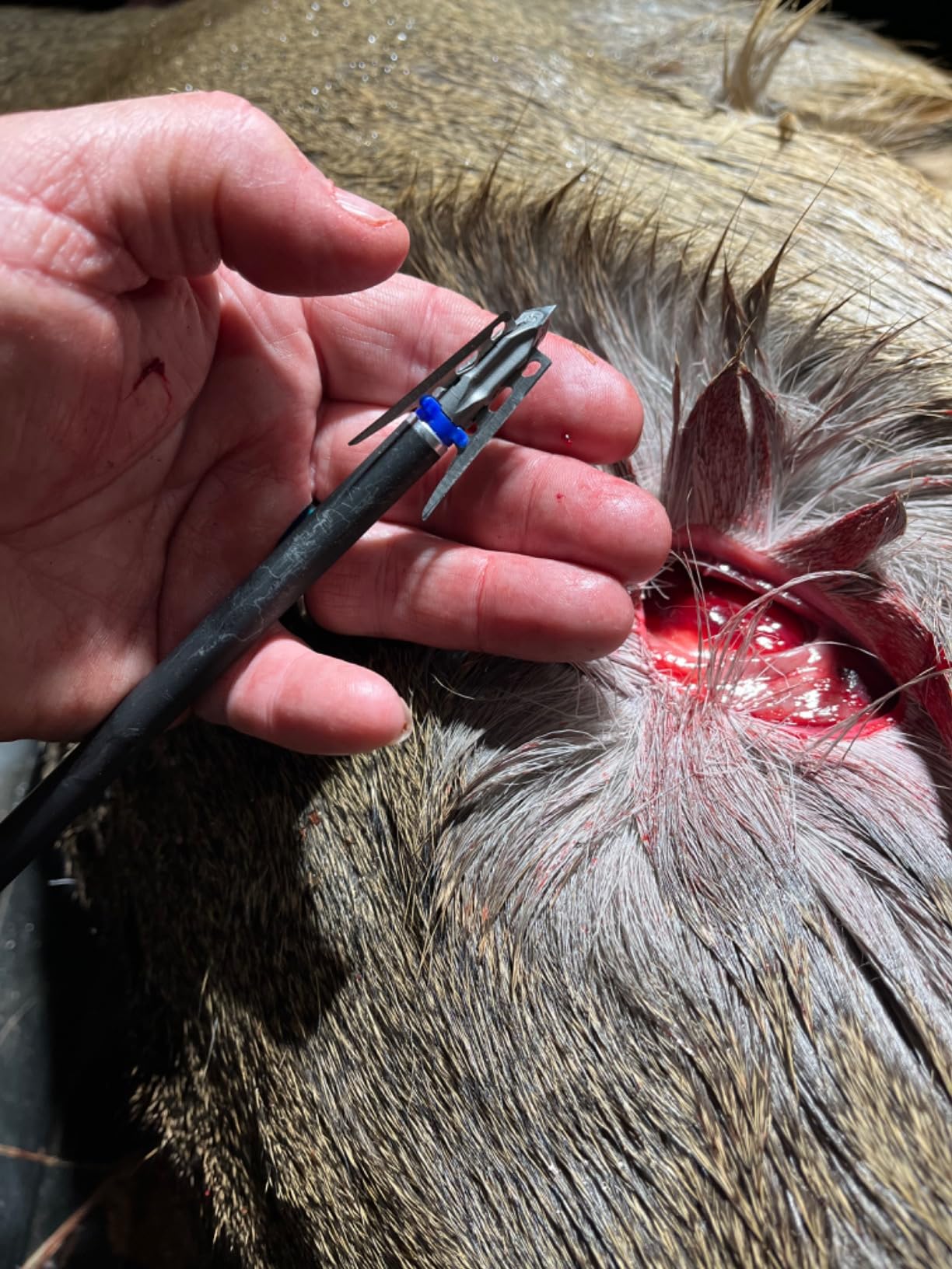 G5 Megameat 3-Blade Expandable Broadheads | 3-Pack | 100/125 Grains | Razor Sharp 2