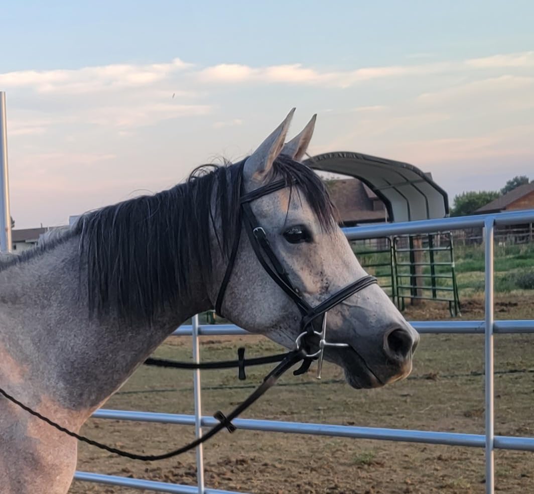 Exion Hunter Bridle with Laced Reins- Fancy Stitched English Snaffle Bridle customer photo 1