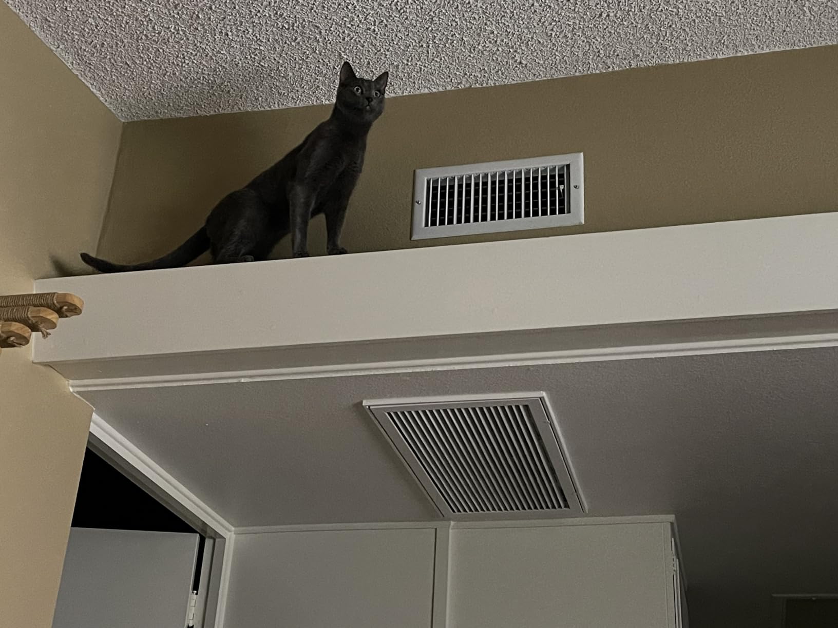 FUKUMARU Cat Climbing Shelf Wall Mounted, Four Step Cat Stairway with Jute Scratching for Kitten Perch Platform Walls Furniture - Left to Right customer photo 1