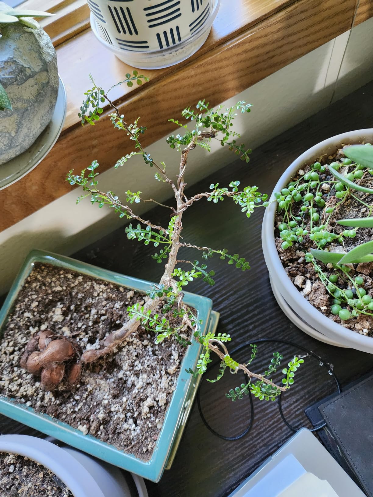 Hotop 10 Rolls Bonsai Wires Anodized Aluminum Bonsai Training Wire in 5 Sizes - 1.0 mm, 1.5 mm, 2.0 mm, 2.5 mm, 3.0 mm, Total 164 Feet (Brown) customer photo 1