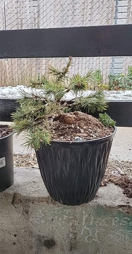 Hotop 10 Rolls Bonsai Wires Anodized Aluminum Bonsai Training Wire in 5 Sizes - 1.0 mm, 1.5 mm, 2.0 mm, 2.5 mm, 3.0 mm, Total 164 Feet (Brown) customer photo 2