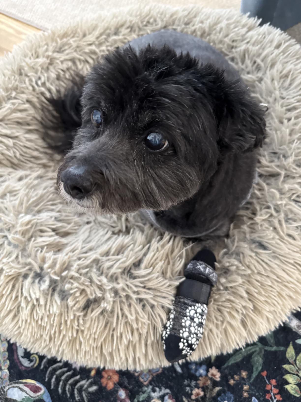 EXPAWLORER 6Pcs Anti-Slip Dog Socks to Prevent Licking Paws,Winter Snow Dog Boots & Paw Protectors, Dog Booties Traction Control on Hardwood Floor,Dog Shoes for Puppy Small Medium Large Senior Dogs customer photo 1