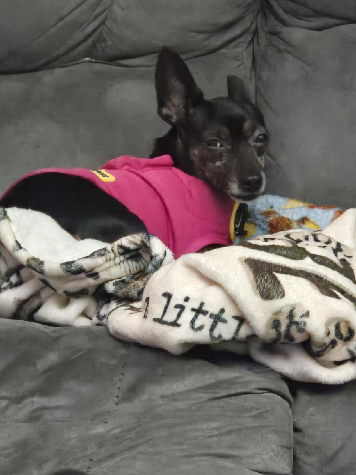 CozyVest Dog Anxiety Vest 3-in-1 Music & Aromatherapy Shirt, Relaxing Sound & Essential Oils Jacket, Fireworks Thunder Separation & Thunderstorm Canine Stress Relief Coat (Gray, XXS [Up to 7 Lbs]) customer photo 1