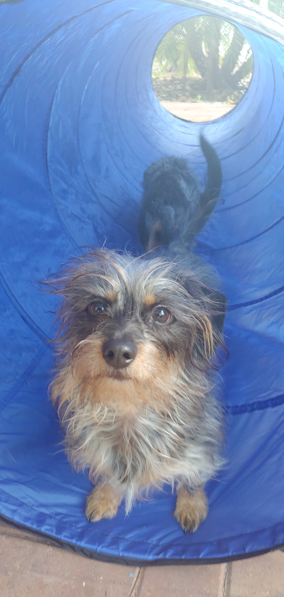 Better Sporting Dogs Agility Course Backyard Set - 7pc Indoor and Outdoor Agility Training Equipment for Dogs - 3 Jumps - 2 Tunnels with Sandbags - Weave Poles for Dog Obstacle Training customer photo 2