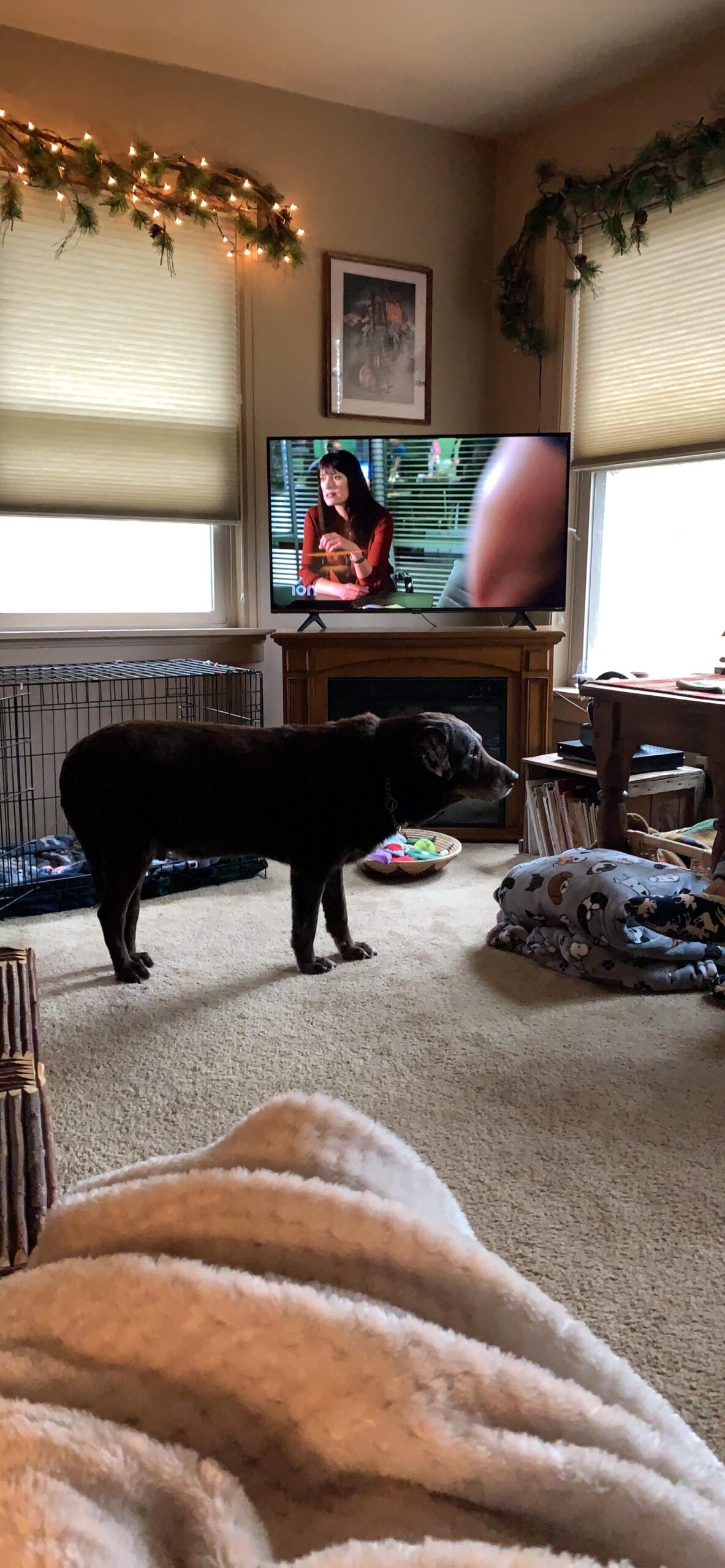 50-Inch Class R6090G Roku 4K UHD Smart TV with Alexa Compatibility (50R6090G, 2020 Model) customer photo 1