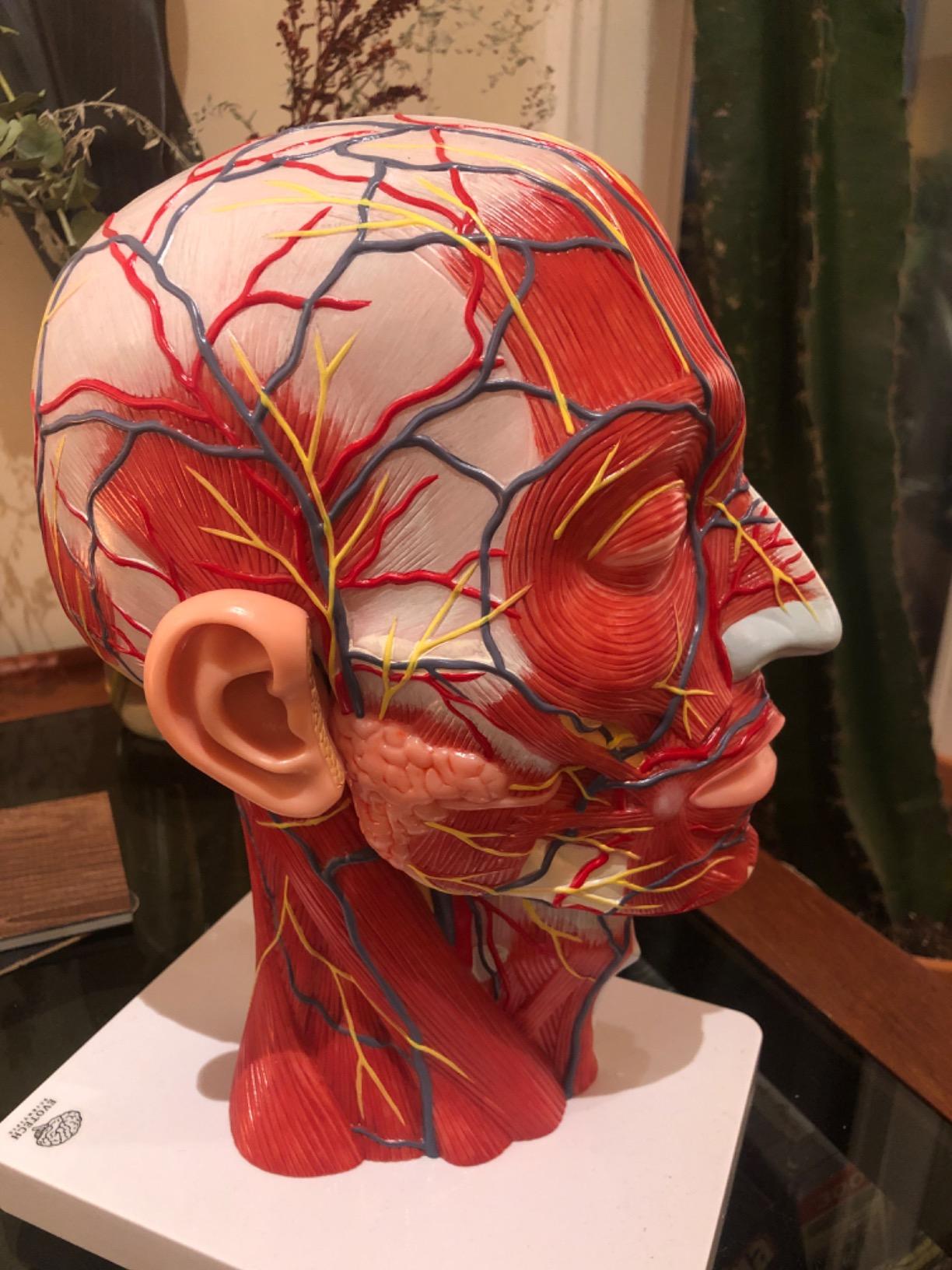 EVOTECH SCIENTIFIC Human Half Head Superficial Neurovascular Model with Musculature, Life Size Anatomical Head Skull and Brain Model for Medical Science Teaching Learning Education Display customer photo 1