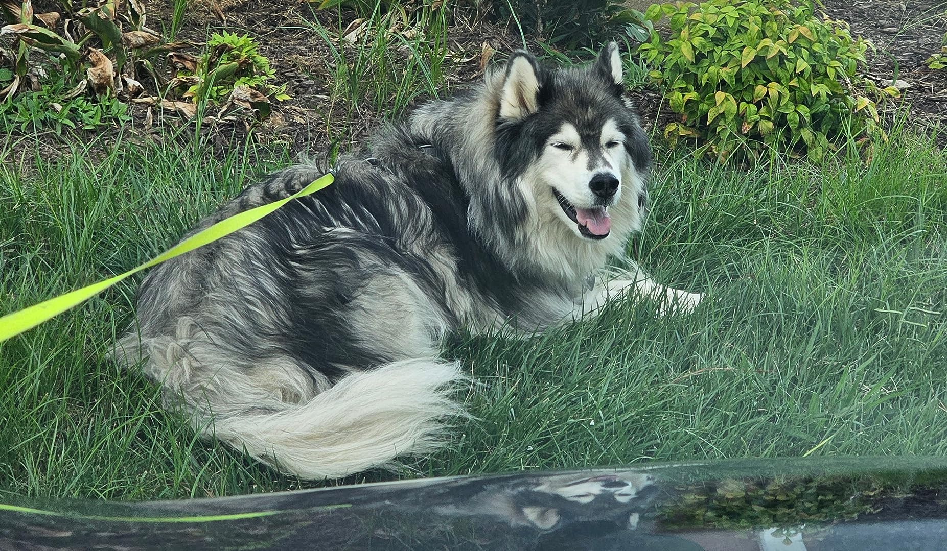 Buffer Polisher, SPTA 5-Inch 125mm Dual Action Random Orbital Car Polisher,Car Detailing Kit, 4Pcs 5inch & 4Pcs 6Inch Polishing Pad,Packing Bag for Car Polishing and Waxing--DAPSET-US customer photo 2