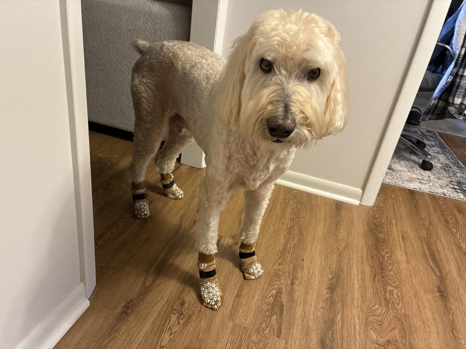 EXPAWLORER Anti Slip Dog Socks to Prevent Licking Paws, Dog Shoes for Hot Pavement, Dog Booties for Small Medium Large Senior Dogs, Traction Control Boots & Paw Protectors for Hardwood Floors customer photo 1