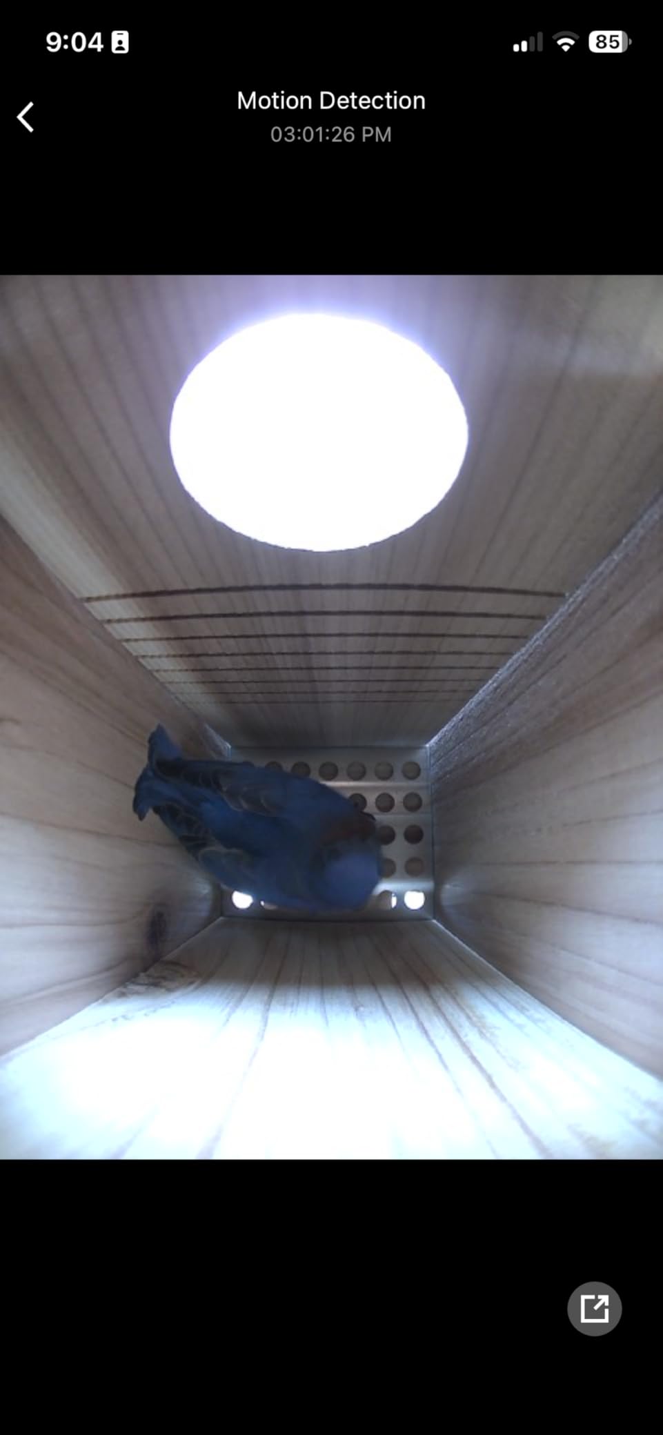 WHITEHORSE Bluebird House - Weatherproof Bird House for Outdoors - Cedar Birdhouse Built to NABS Specs - Nest Box for Bluebirds, Chickadees, Titmice, Wrens, Nuthatches & More (15