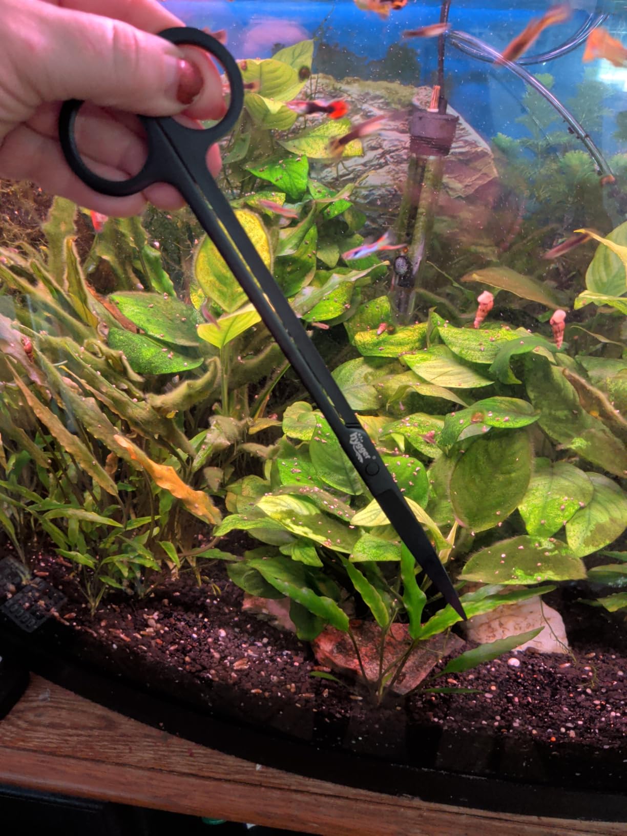 hygger Long Stainless Steel Premium Aquarium Tools, 4 PCS Aquatic Plant Tweezers Scissors Spatula Kits Comes with 1 Cleaning Cloth, for Fish Tank Starters customer photo 1