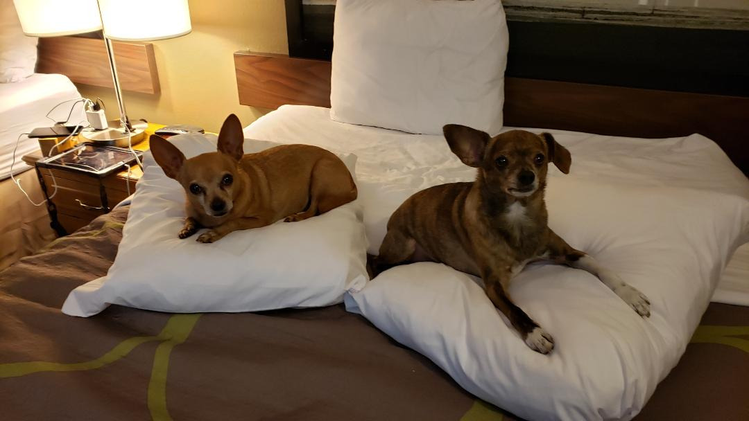 Oxyfresh Premium Pet Dental Care Solution Pet Water Additive: Best Way to Eliminate Bad Dog Breath and Cat Bad Breath - Fights Tartar & Plaque - So Easy, Just Add to Water! Vet Recommended 16 oz. customer photo 1