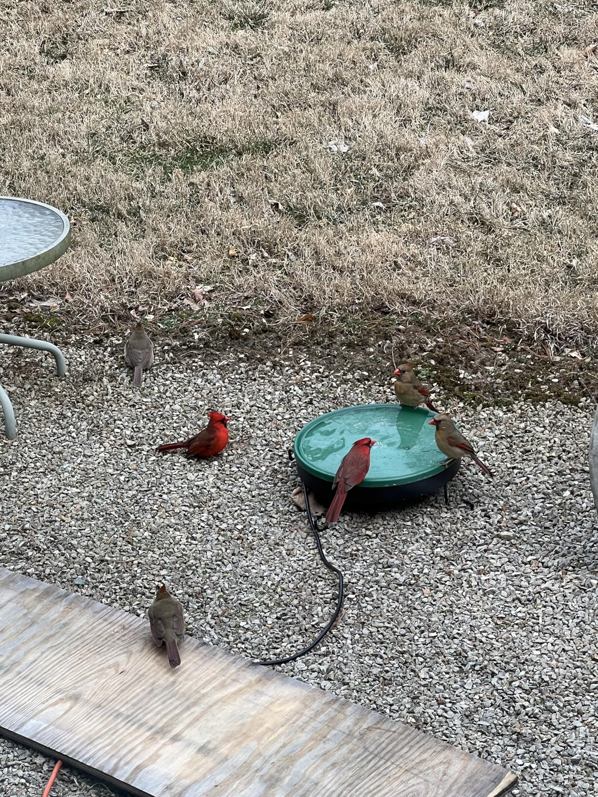 Heated Bird Bath, 3 Easy Ways to Mount Heavy Duty Metal Pedestal Detachable Bird Bath Bowl for Easy Cleaning, 75W Heated Bird Baths for Outdoors for Winter Garden Yard Patio Lawn, Green customer photo 2
