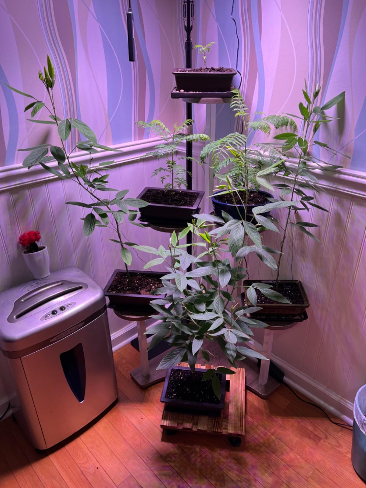 Leaves and Soul Tree Training Wire Kit - 5 Rolls Aluminum Alloy Bonsai Wire (160ft) with Cutter & Canvas Bag | Bonsai Tools, Plant Training Accessories, Bonsai Tree Kit for Beginners & Professionals customer photo 1