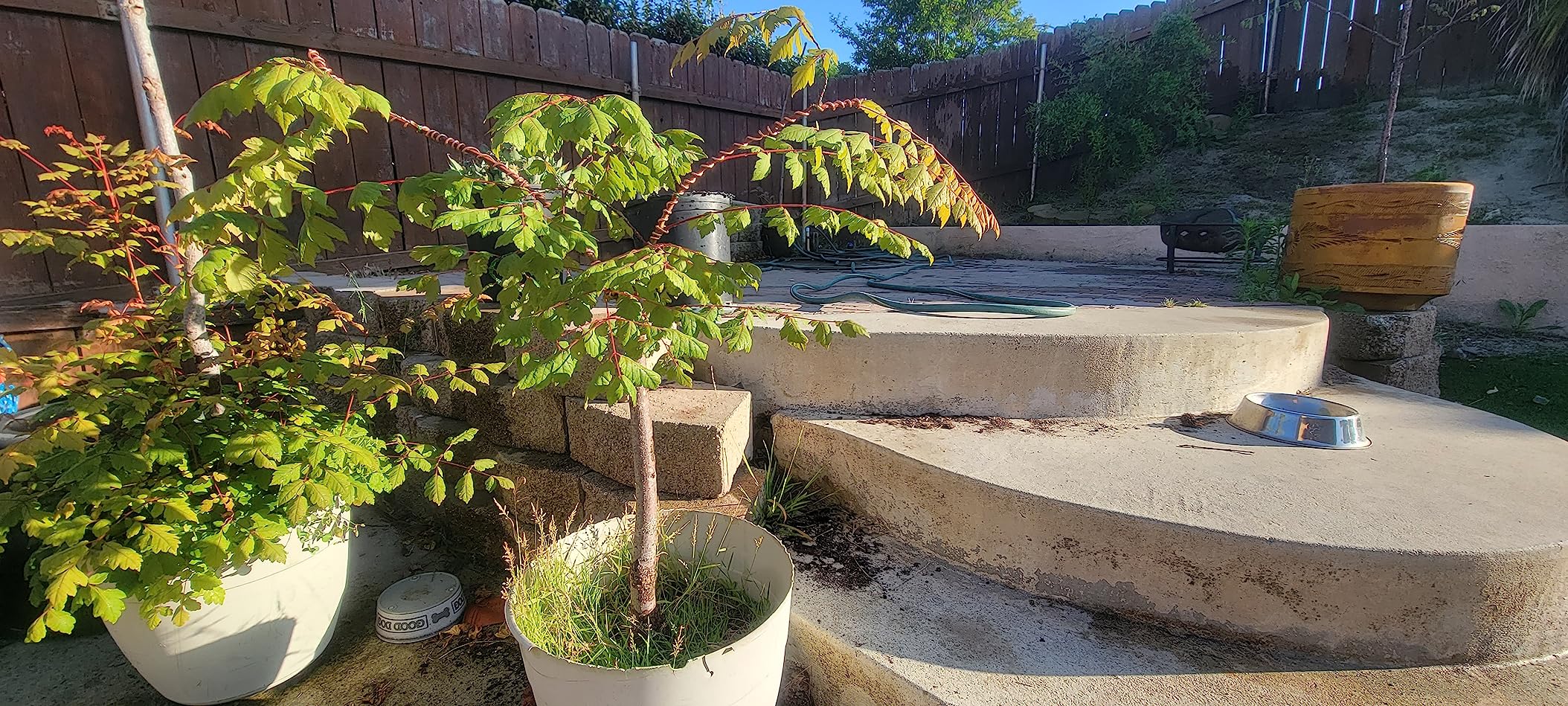 Leaves and Soul Tree Training Wire Kit - 5 Rolls Aluminum Alloy Bonsai Wire (160ft) with Cutter & Canvas Bag | Bonsai Tools, Plant Training Accessories, Bonsai Tree Kit for Beginners & Professionals customer photo 2