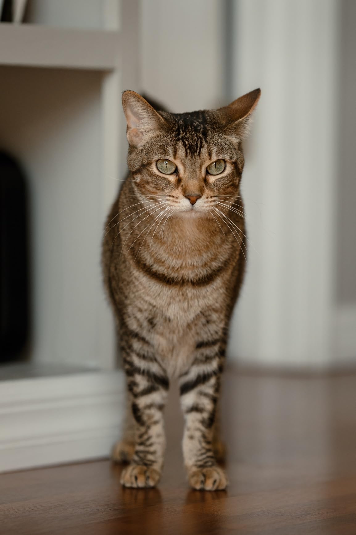 Sigma 85mm F1.4 DG DN Sony E Mount Art Lens customer photo 1