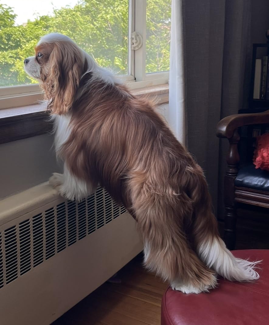 BaBylissPRO Ceramix Xtreme Hair Dryer customer photo 2