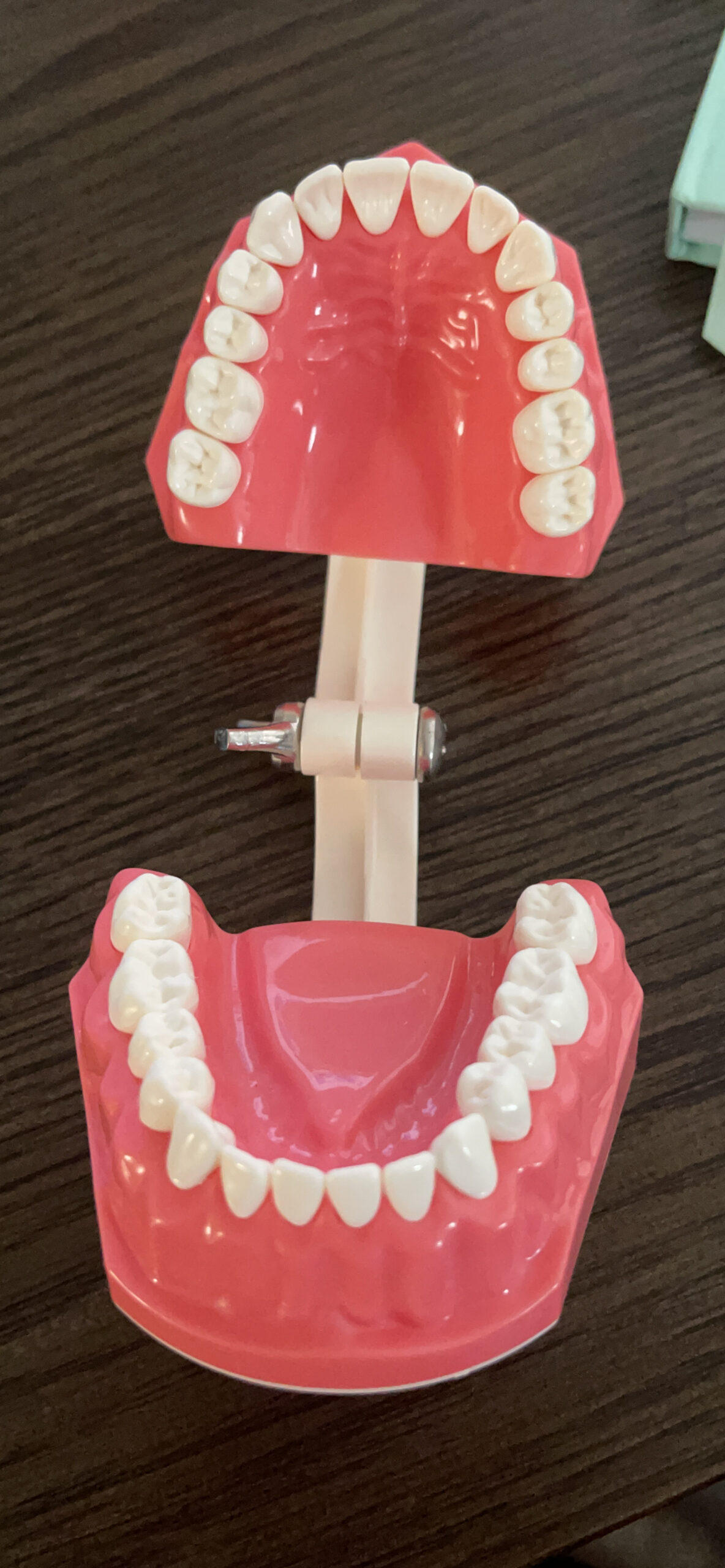 Dental Teeth Model Typodont for Brushing Flossing Practice Demonstration Teaching Studying 1:1 Standard Size customer photo 1
