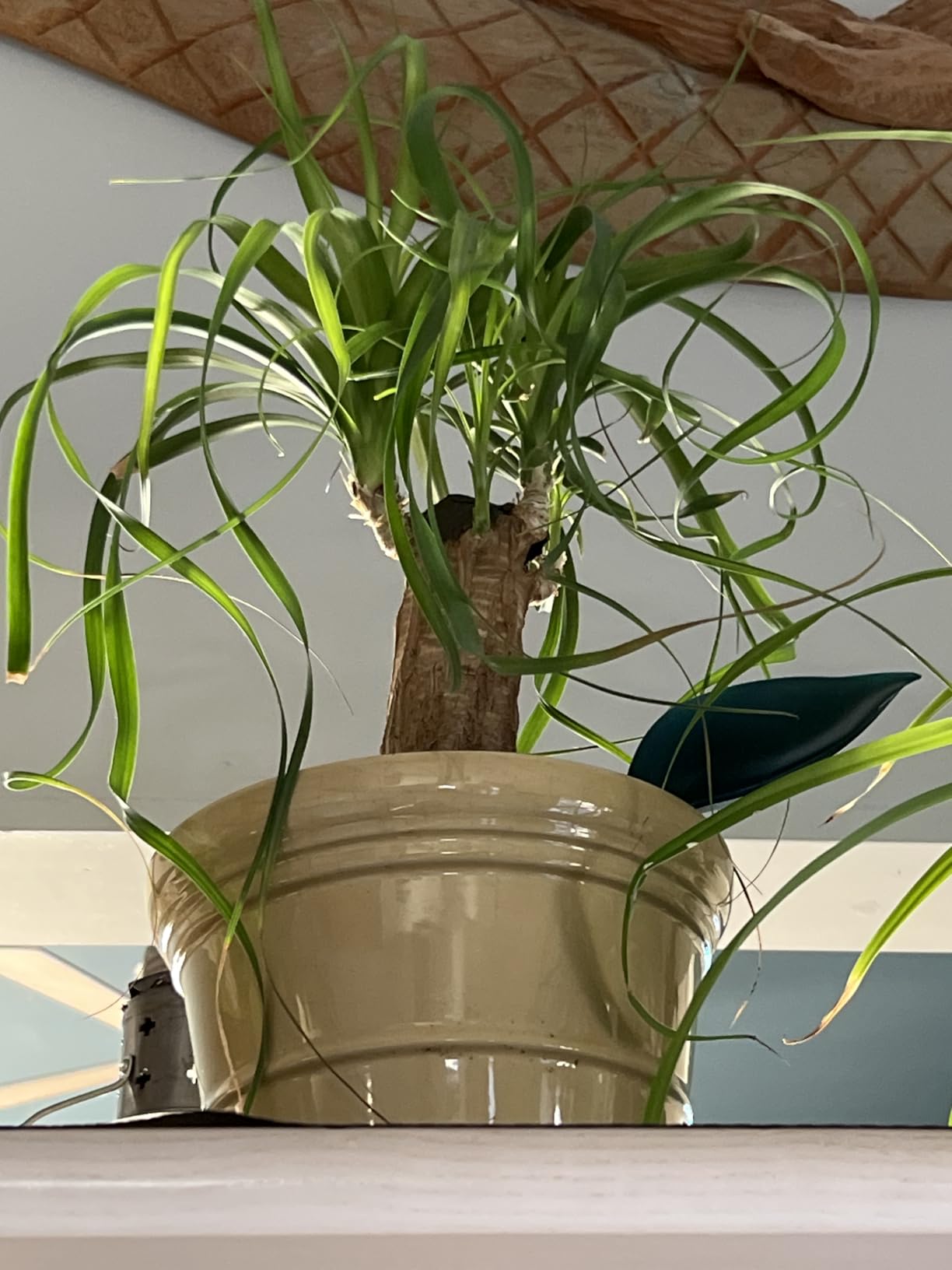 Bonsai Soil Premium All Purpose Blend | Pre-Mixed Ready to Use for Fast Drainage | Large 2.2 Quarts | Lava, Limestone Pearock, Calcined Clay and Pinebark | Made in USA customer photo 2