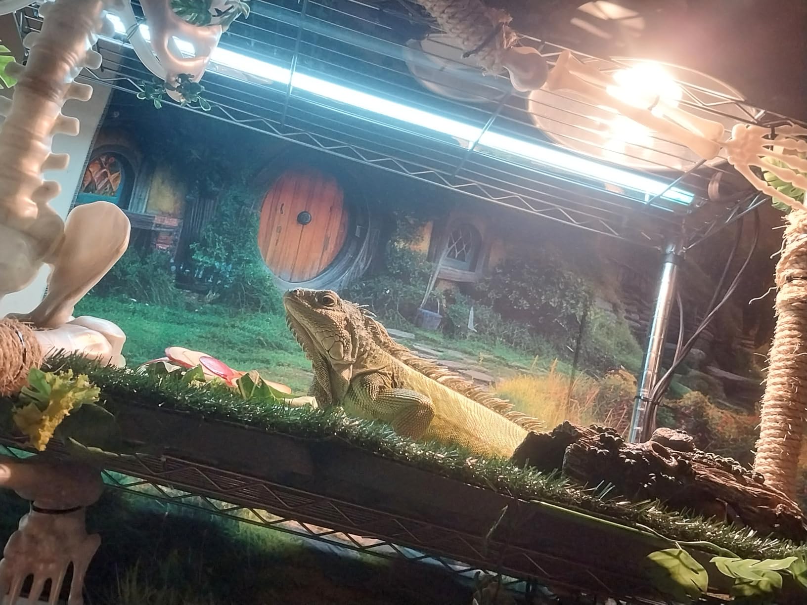 REPTI ZOO T5 HO UVB Lighting Combo Kit, Terrarium Hood Comes with Desert 10.0 UVB T5 Lamp (24W) customer photo 1